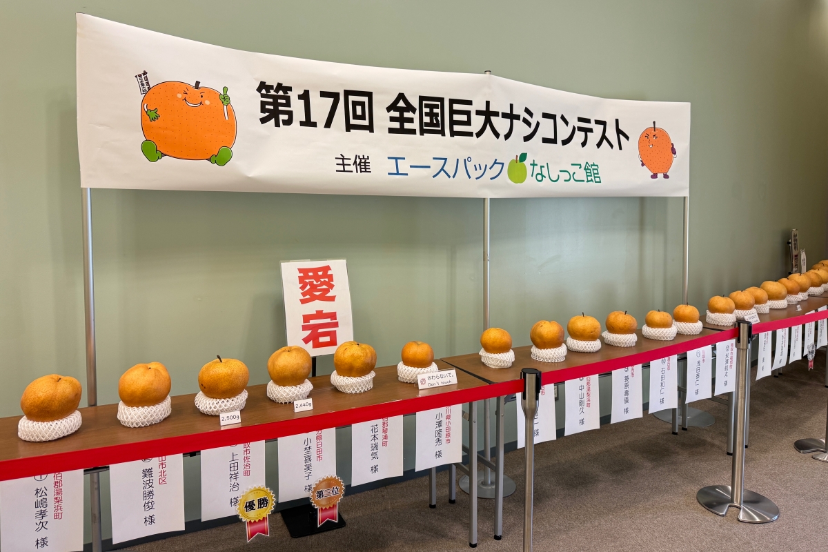 從日本海到柯南故鄉｜鳥取 7 大人氣景點完整串遊