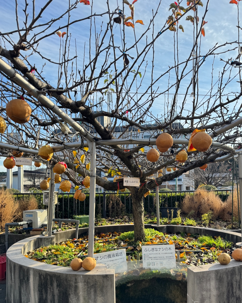 從日本海到柯南故鄉｜鳥取 7 大人氣景點完整串遊