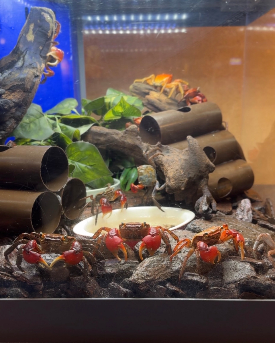 從日本海到柯南故鄉｜鳥取 7 大人氣景點完整串遊